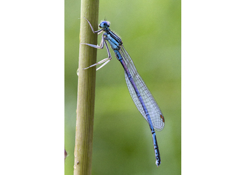 Blaue Federlibelle (Platycnemis pennipes) - © Gernot Kunz